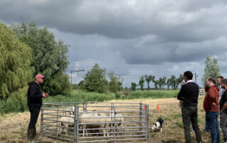 Workshop schapendrijven